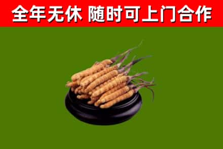 昌邑市烟酒回收冬虫夏草.jpg