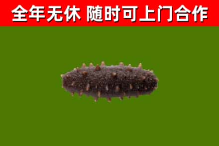 昌邑市烟酒回收干海参.jpg